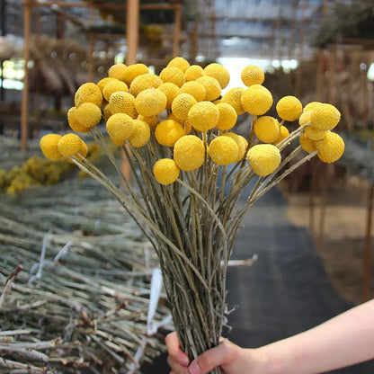 Natural Yellow Billy Button Balls Plant Dried Flower Real Flower