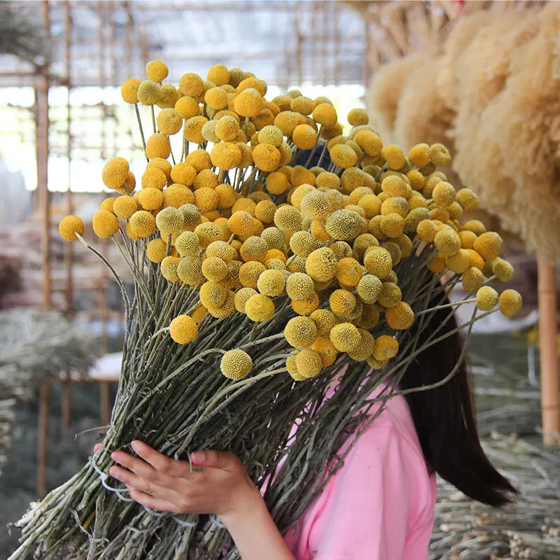 Natural Yellow Billy Button Balls Plant Dried Flower Real Flower