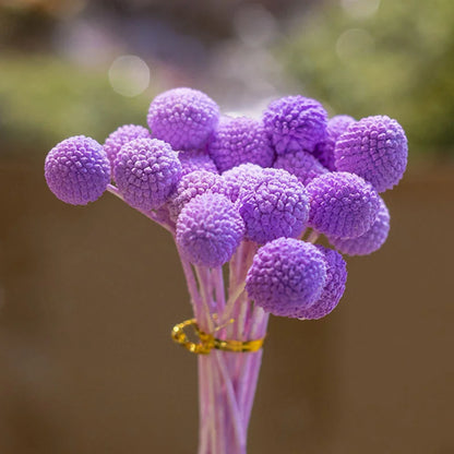 Dried Preserved Flowers Arrangements Vase Filler Dry Flower Bouquet