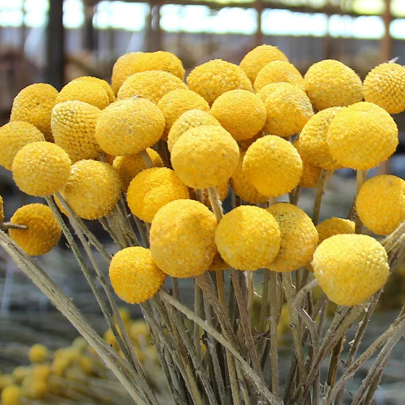 Natural Yellow Billy Button Balls Plant Dried Flower Real Flower