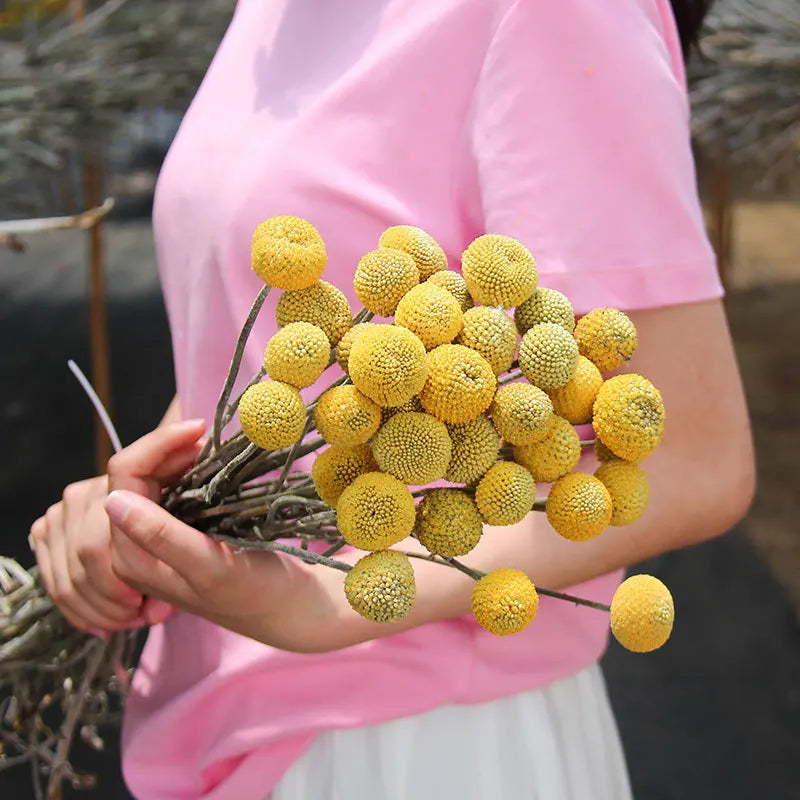 Natural Yellow Billy Button Balls Plant Dried Flower Real Flower