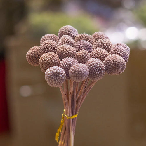 Dried Preserved Flowers Arrangements Vase Filler Dry Flower Bouquet